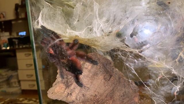 Спаривание пауков caribena versicolor