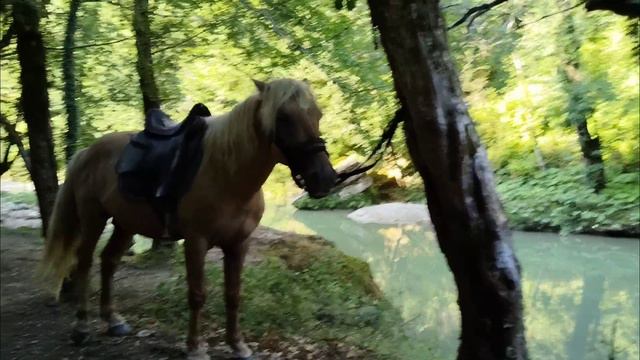 Конная прогулка по лесу 🌳 Нам с Тёмой очень понравилось! Впервые покатались на лошади без седла!