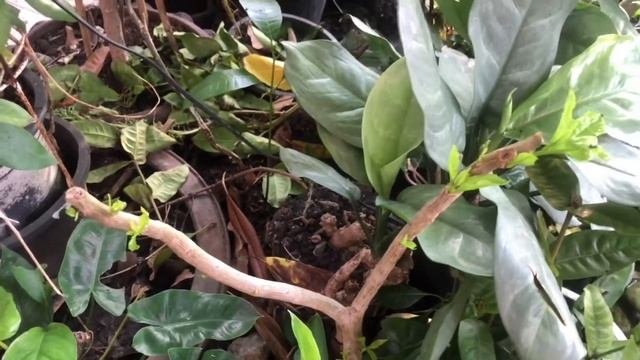 How do you grow Pisonia Alba?