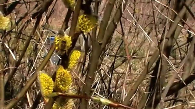 как пчела собирает пыльцу