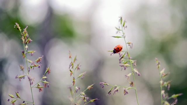 #relaxing#music#meditation Релакс - красивая и спокойная музыка. Для сна и просто для размышлений