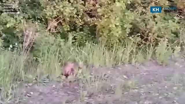 В Курской области обнаружили маленьких любопытных лисят