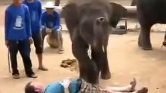 Прикол! Слон делает массаж  Смешное видео