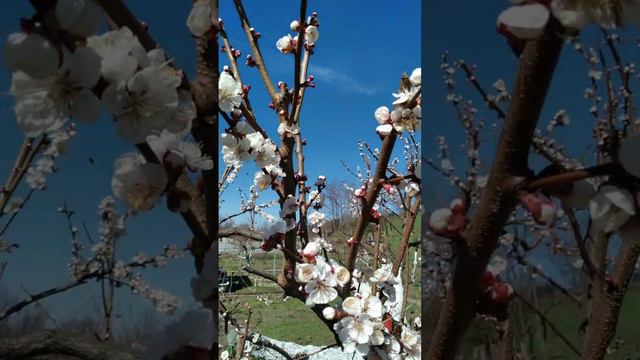 В Днепрорудном цветут абрикосы 31.03.2024 .