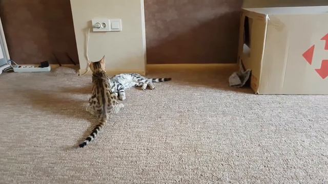 Бенгальский мальчик 2 и девочка