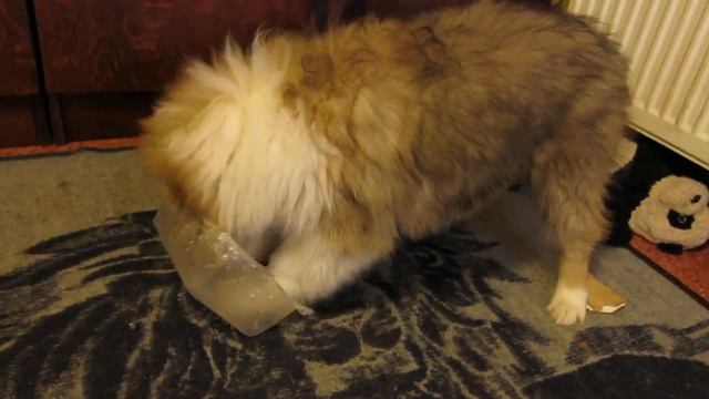 2023-12-05-играет щенок колли кобель 2,5 мес, доступен к резервированию