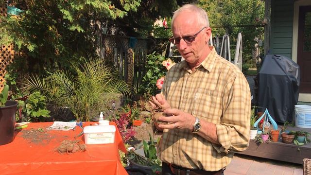 "How to" series: Overwintering tender perennials with Cliff