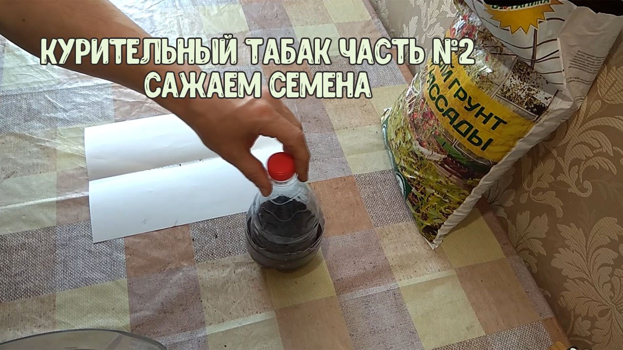 Курительный табак. Часть 2. Сажаем семена курительного табака