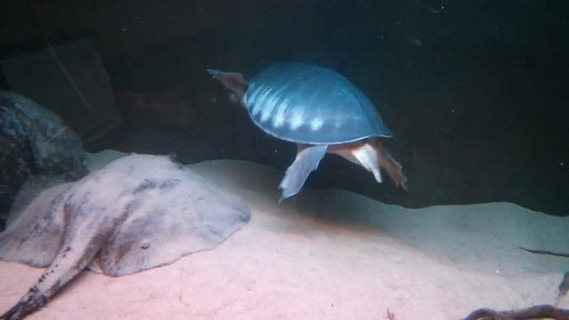 Feeding my flying river turtle  pig-nosed turtle