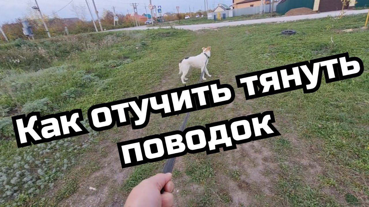 Как отучить собаку тянуть поводок