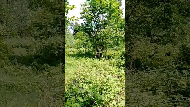 Прогулка в лес за городом в Подмосковье: ясный летний день, красивые высокие деревья, сочная зелень