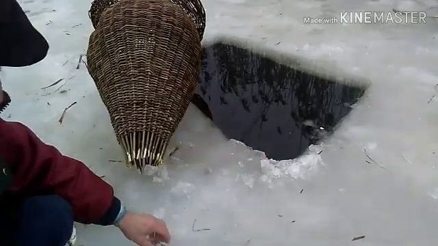 Верша из лозы  рыбалка вторая проверка