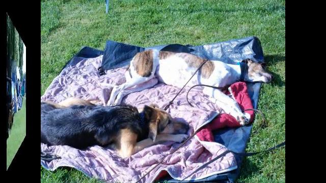 DOGS AND FRIENDS Podencotreffen 2010 in Offenbach