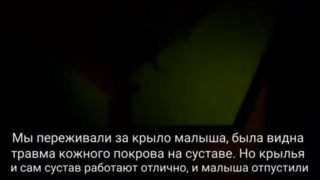 Летучий мышонок в приюте для животных