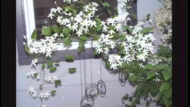 Project Green: Clematis to Swoon For