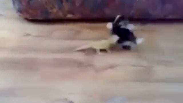 Этот котенок просто сама няшность ))