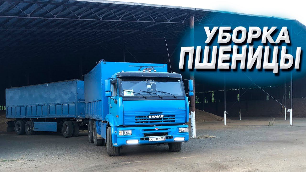 Уборка пшеницы на КАМАЗЕ