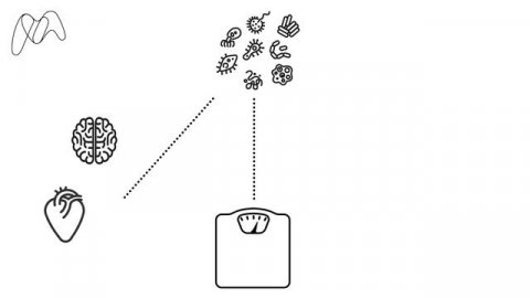 Why is the gut microbiome important?