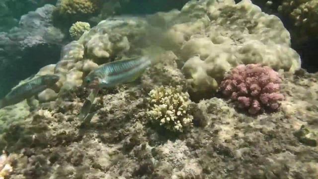Красивый коралл возле берега в Египте. Отель Coral Sea Sensatori. Подводная съёмка