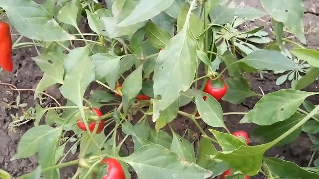 Red Fresno Chili. Сорт острого перца Красный Фресно чили