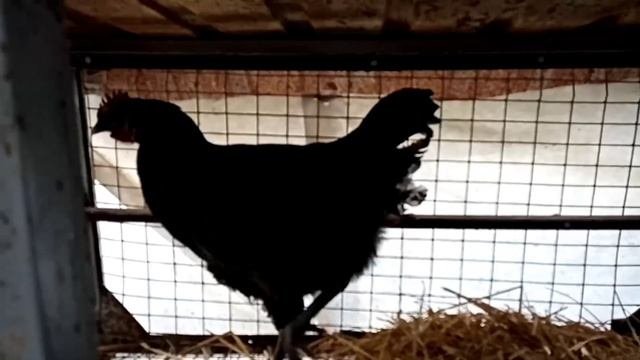 Исцеление петушка Джерсийского гиганта. Обход куриного королевства.