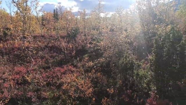 Осень в Заполярье. Autumn. Кировск Мурманская область. 11 сентября 2021.