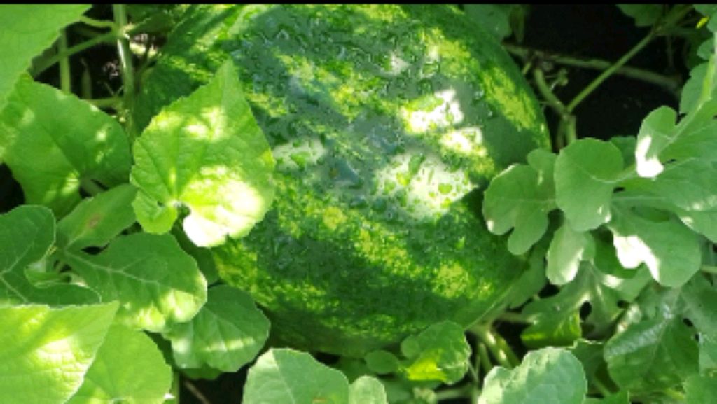 спасибо большое фанатский кана вилли