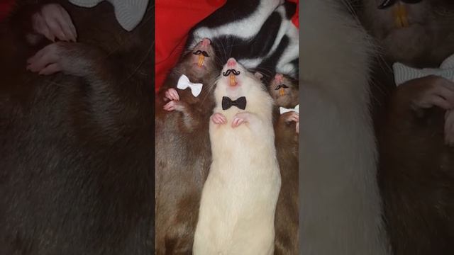 3 Sleepy Rats Looking Snazzy   ViralHog