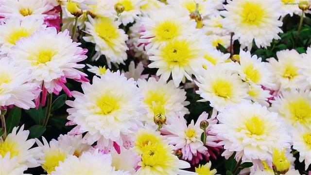 САМАЯ КРАСИВАЯ МУЗЫКА ДЛЯ ДУШИ!Одна из самых красивых и волшебных песен о любви! Красивые пейзажи#1