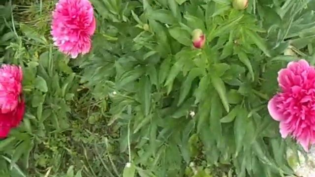 пион, который цветёт между марьиным корнем и травянистыми.