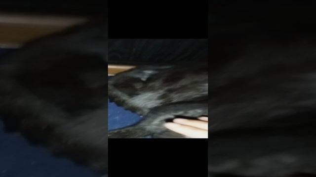 🐱🐈🐱🐱🐱🐱🐱🐱🐱🐱🐱🐱 кот 🐱🐱🐱🐱🐱🐱🐱🐱🐱🐱🐱🐱