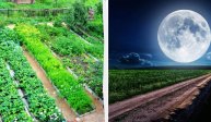 Лунный посевной календарь на май 2024, календарь огородника: что сажать в мае