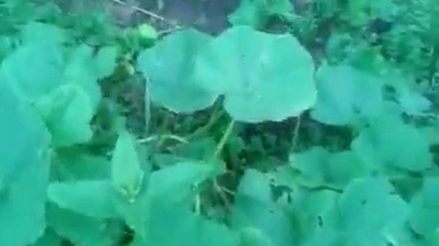 Огород Ленинградская область РоссияGarden Leningradskaya oblast Russia