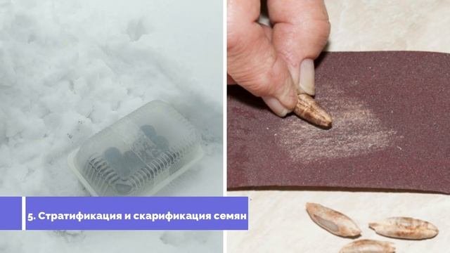 Посев семян. Не делайте таких ошибок при посеве семян чтобы получить хорошую всхожесть семян!
