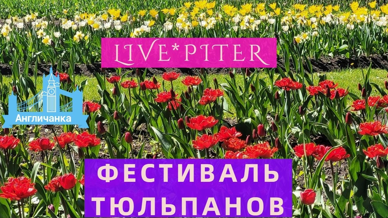 LIVE*PITER: 225 тысяч тюльпанов для Пушкина высадили в парке на Елагином острове Санкт-Петербурга