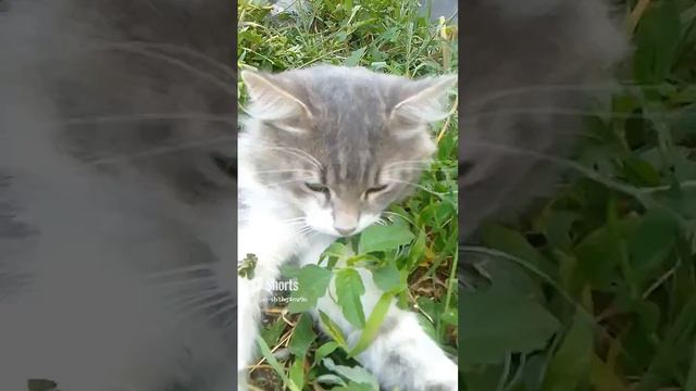 Травяные ванны😃.mp4