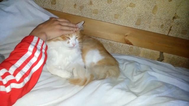 На даче котики спят отдыхают ..20170817 163947