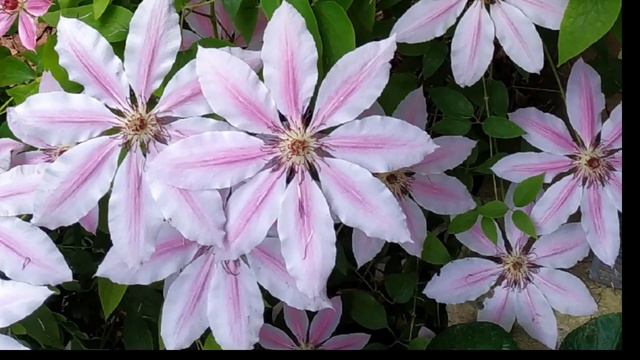 My Flowers Clematis in My Garden Summer 2022 August