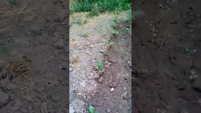 БАКЛАЖАНЫ И ПЕРЦЫ НА МОИХ ГРЯДКАХ!