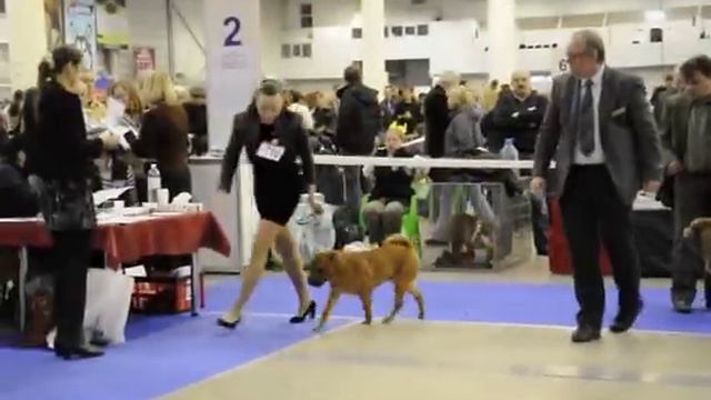 CACIB KYIV 15.12.2013 Шарпей