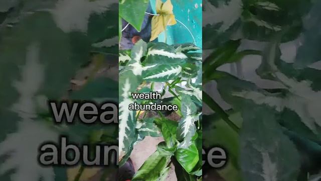 Syngonium Green velvet Lucky Air Purifier