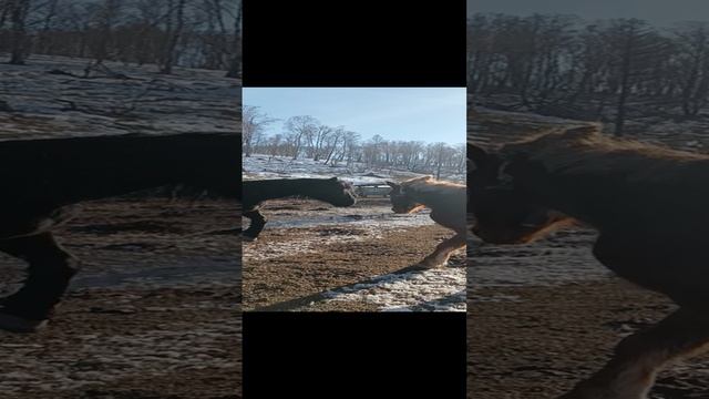 Жеребец пришёл в гости.mp4
