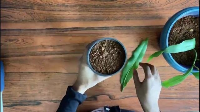 How To Propagate Dutchmans pipe cactus  Nocturnal plant Epiphyllum oxypetalum