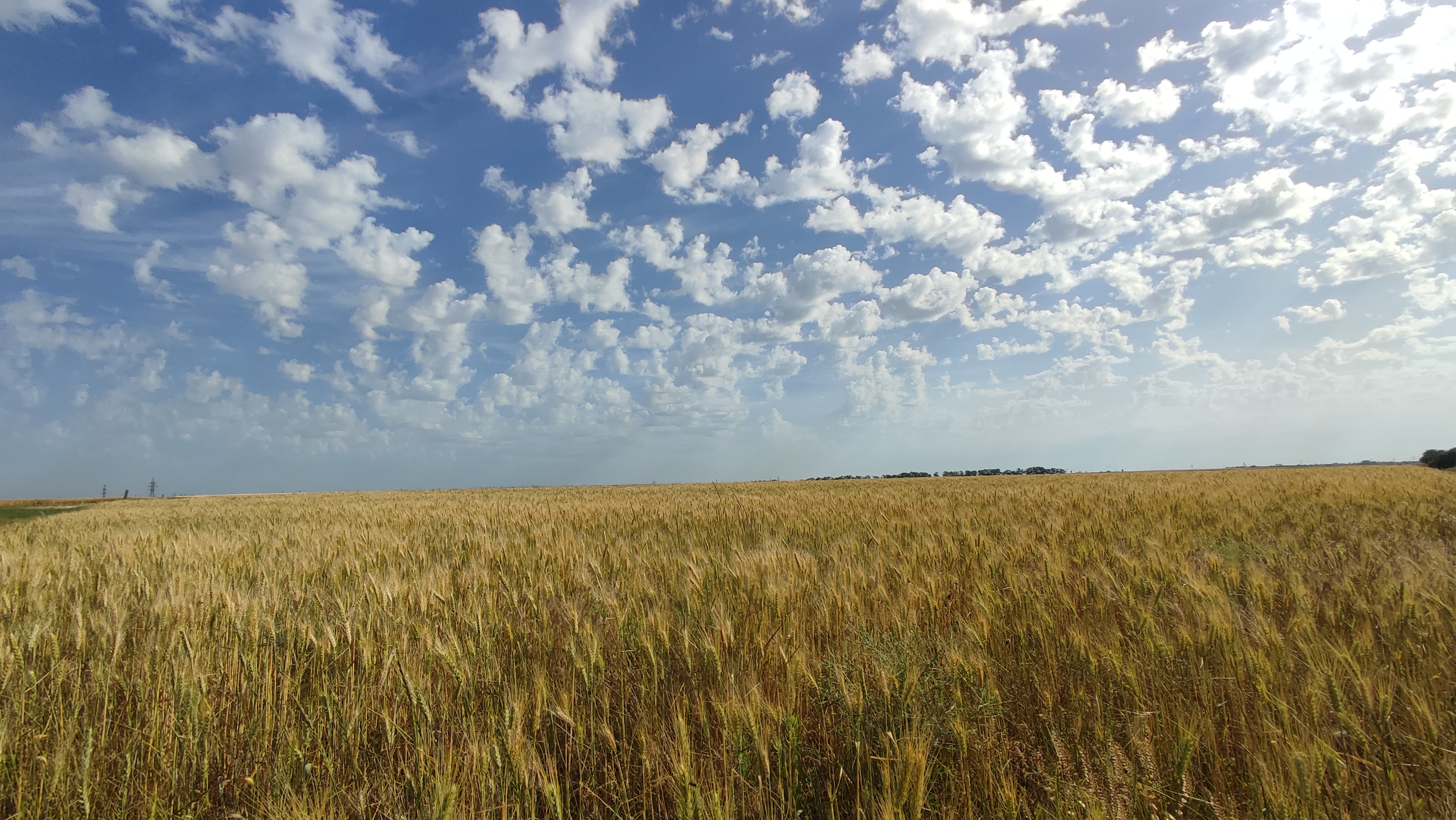 Поле пшеницы ! Целое поле истины и гармонии... знойное, благодатное лето во всей красе и любви !