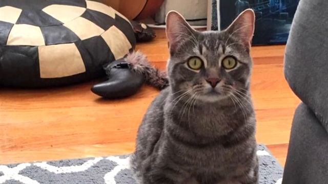 Пара приютила бродячего кота и обнаружила, что он не такой, как другие коты