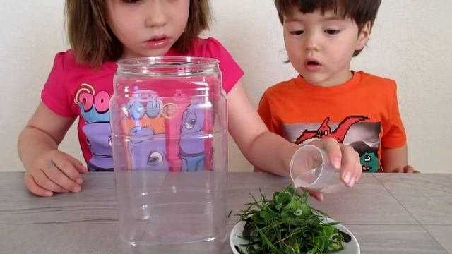 Видео для детей. Выращиваем бабочку из гусеницы. We grow a butterfly from a caterpillar. for kids