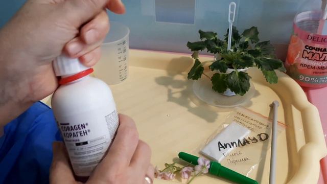 Обработка фиалки от насекомых, залетевших в окно летом. НЕ ПОВТОРЯЙТЕ! Это только эксперимент!