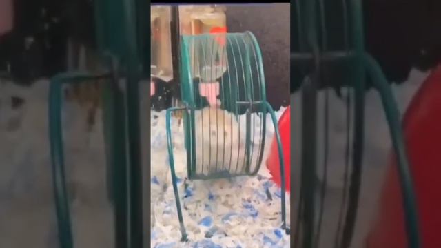 Прокопий 🐭🐭 #shorts #озвучка #хомяк #смешные #животные #прикол #голос #animals #funnyshorts