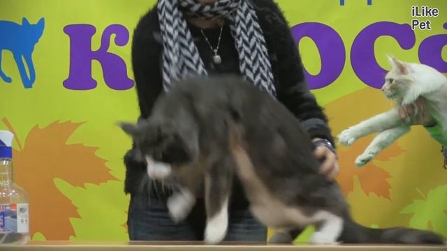 Мейн кун Характер  на ilikepet