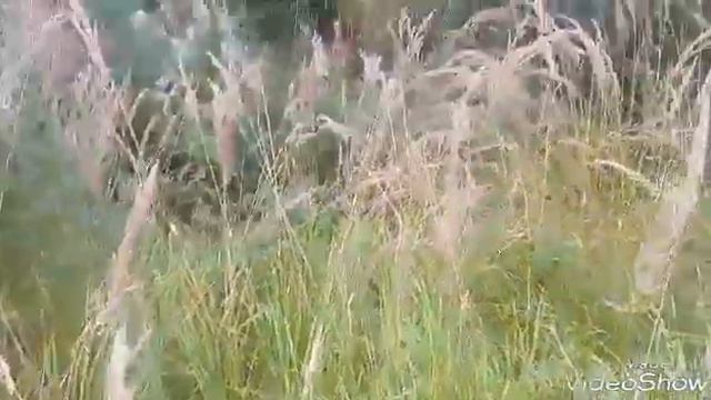 Участок 12 соток ИЖС в деревне Янино-2